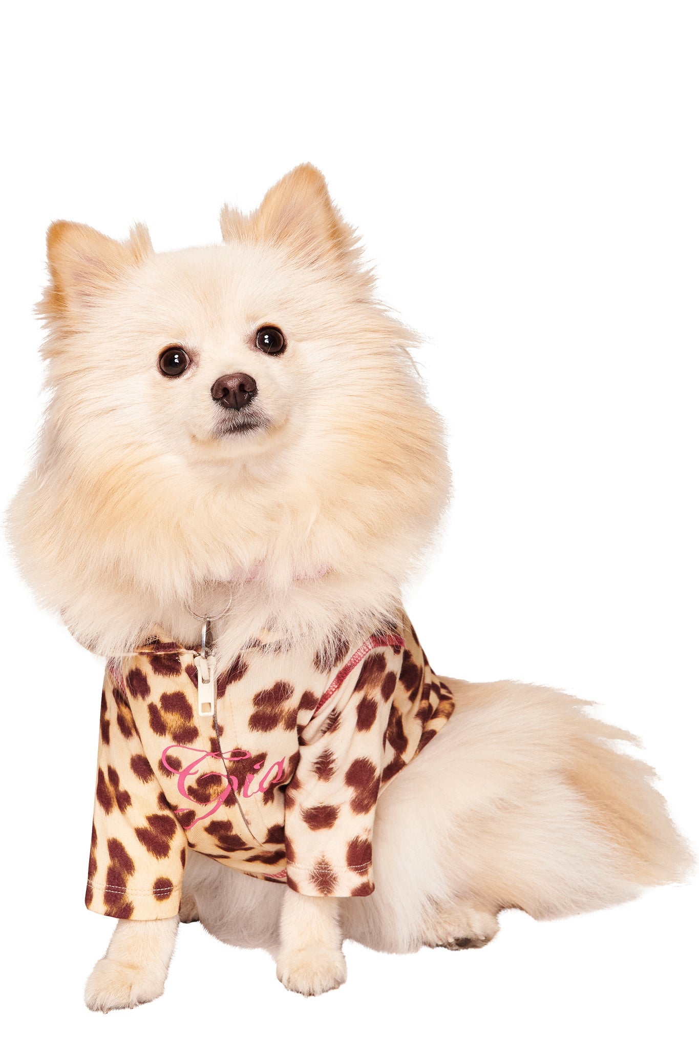 A cream-colored Pomeranian sits facing forward in the BLARE BEST FRIEND DOG HOODIE - WILD CARD by I.AM.GIA, a leopard-print hoodie with pink writing, against a crisp white background.