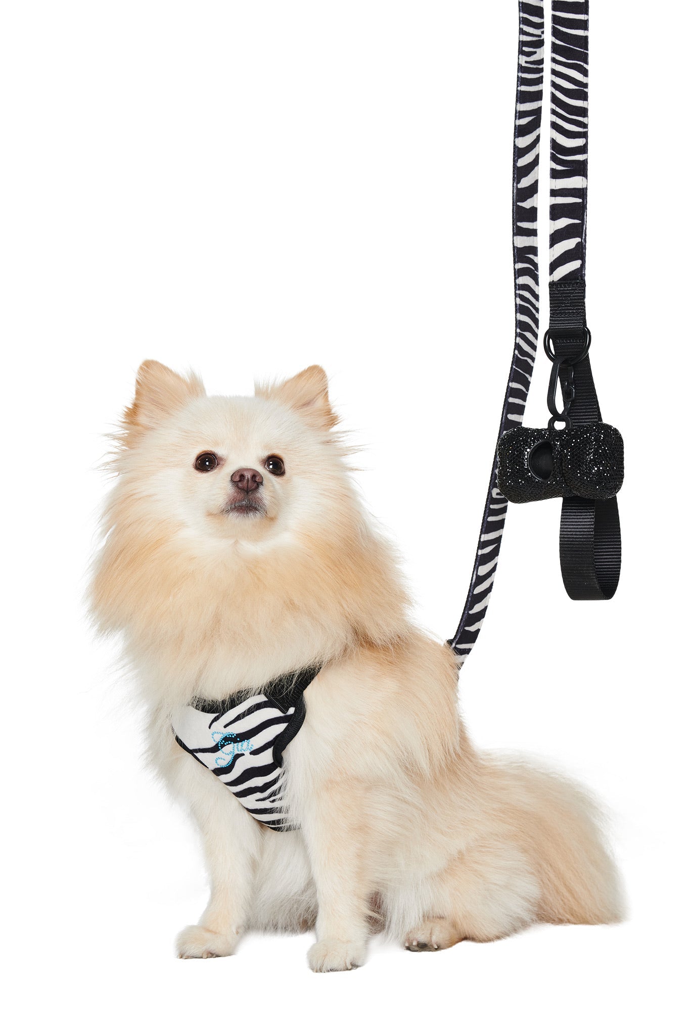 A fluffy cream-colored dog sits upright, sporting the I.AM.GIA STAR PAWFECT 3-PIECE SET - FINE LINE ZEBRA. The zebra-patterned harness and matching leash from this stylish set are worn together, with the leash attached and extending upward out of the frame.