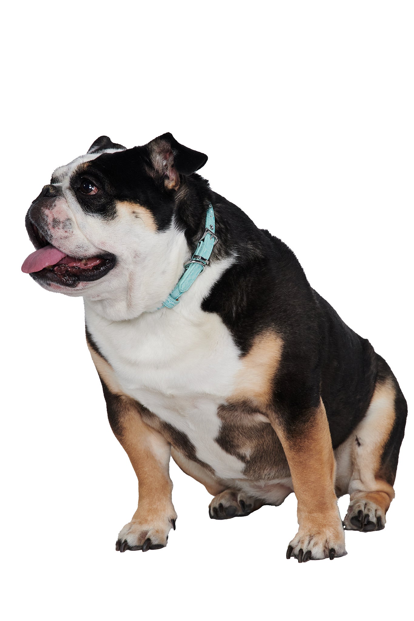 A stocky bulldog with a black, white, and tan coat sits facing left, tongue out, wearing the I.AM.GIA STAR PET COLLAR - BABY BLUE adorned with rhinestone cross charms, isolated on a white background.