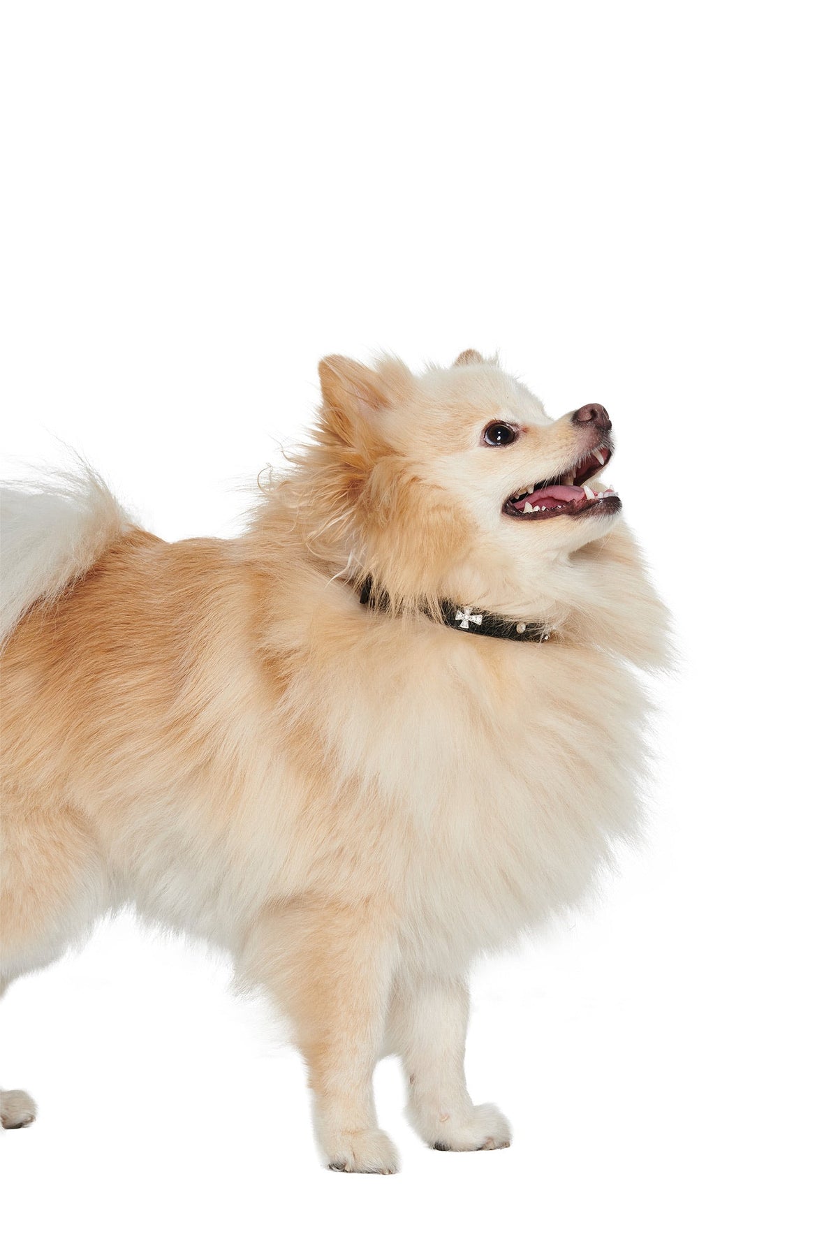 A fluffy, light tan Pomeranian stands on a white background, wearing the STAR PET COLLAR - BLACK by I.AM.GIA, looking up with its mouth open and tongue slightly out.