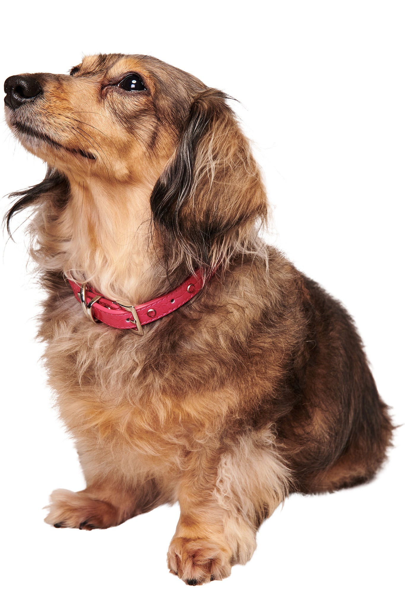 A long-haired dachshund with brown and tan fur sits looking up, wearing the I.AM.GIA STAR PET COLLAR in hot pink, on a white background.