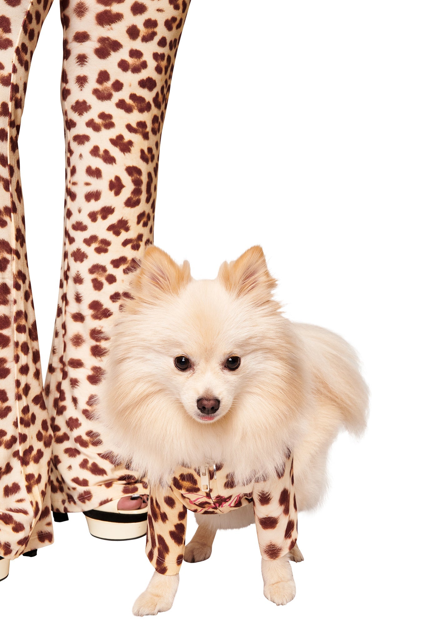 A cream-colored Pomeranian in the I.AM.GIA BLARE BEST FRIEND DOG HOODIE - WILD CARD poses next to a person in matching I.AM.GIA pants and platform shoes, both stylishly set against a white background.
