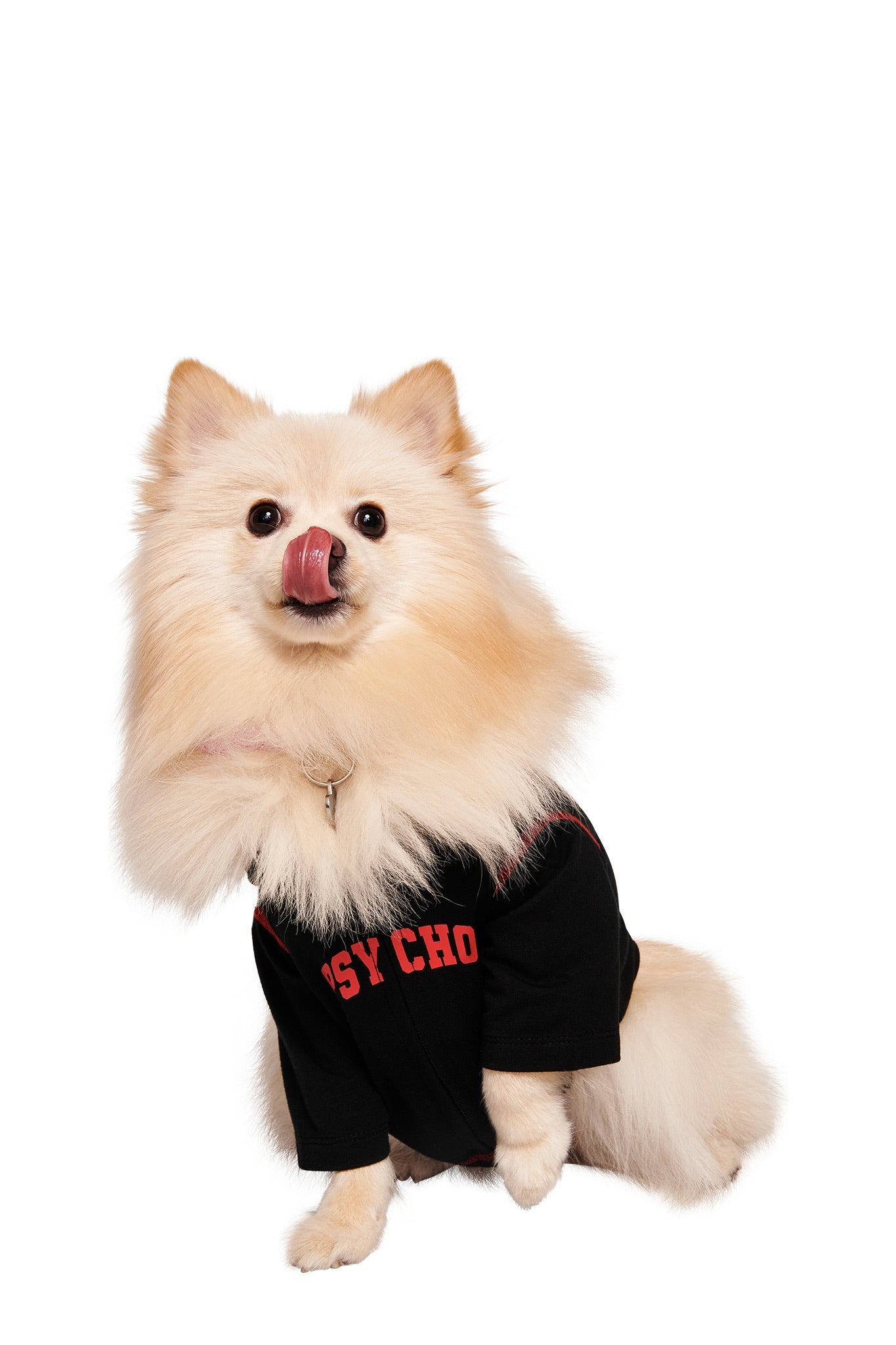 A cream-colored Pomeranian wears the I.AM.GIA BLARE BEST FRIEND DOG HOODIE in Black Psycho, posing against a white background and licking its nose—ideal for those seeking a stylish matching pet outfit.
