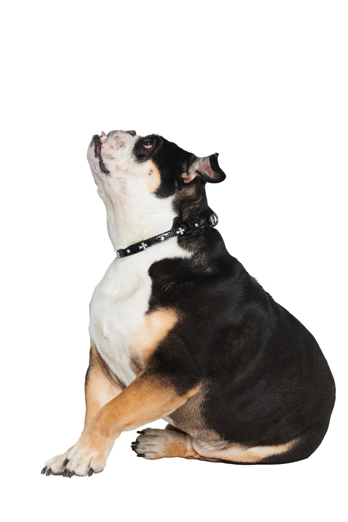A black, brown, and white bulldog sits and looks upward against a plain white background while wearing the I.AM.GIA STAR PET COLLAR - BLACK.