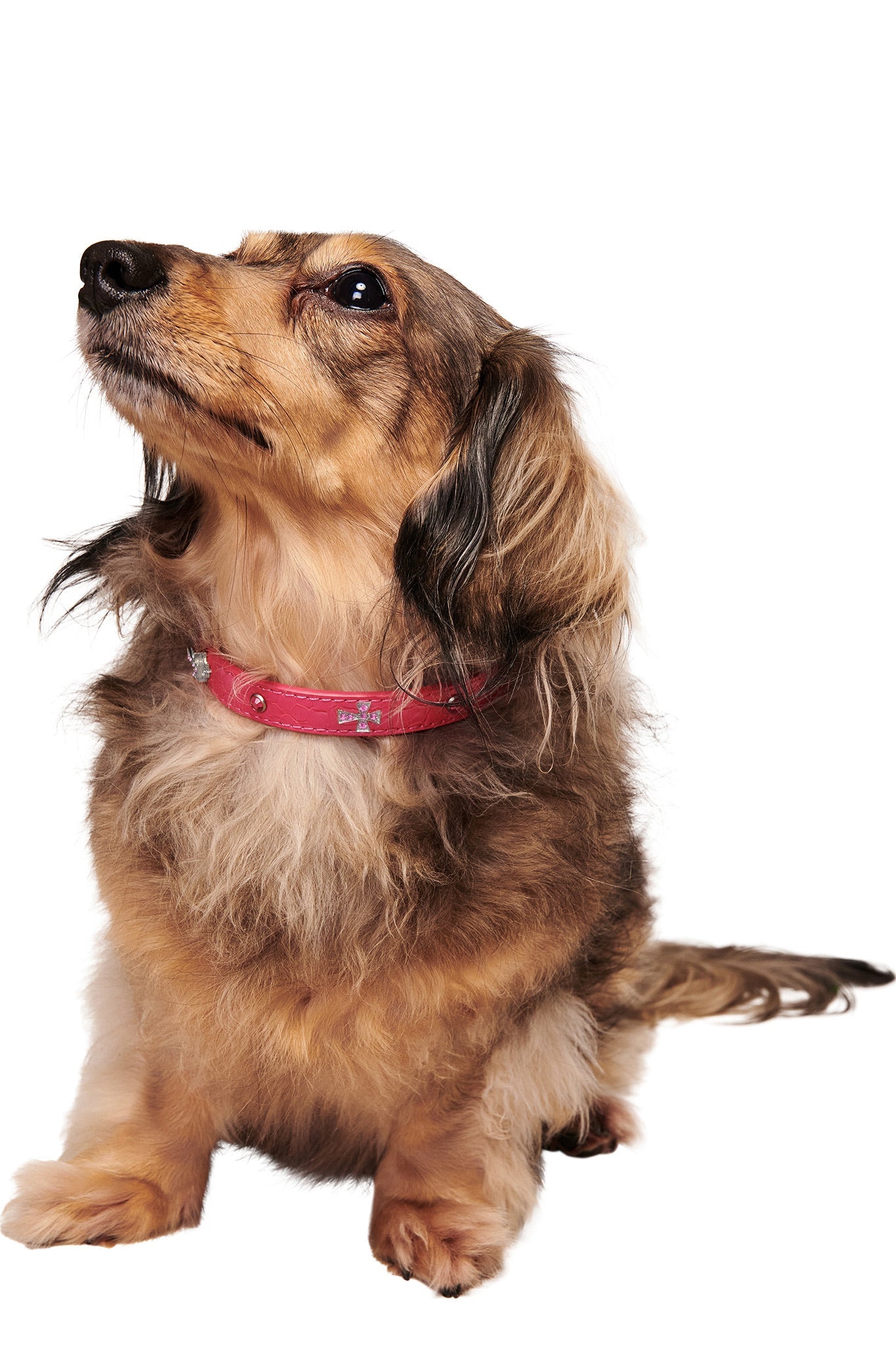 A long-haired dachshund with a fluffy brown and tan coat sits looking upward, wearing the I.AM.GIA STAR PET COLLAR in hot pink against a white background.