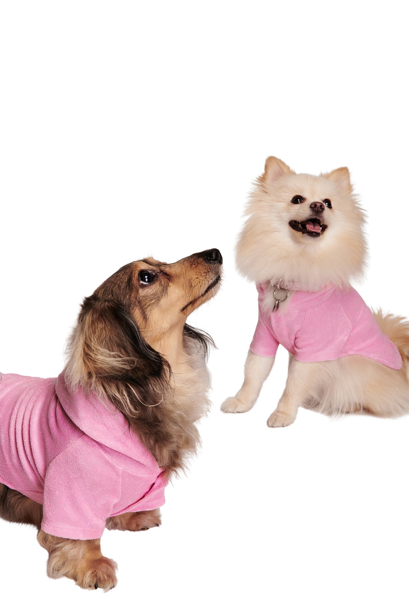 Two small dogs, one long-haired with brown and black fur and one fluffy white, both wear I.AM.GIA HONEY DOG HOODIE in pink as they sit against a white background.